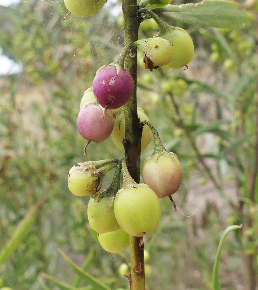 Myoporum montanum (hero image)