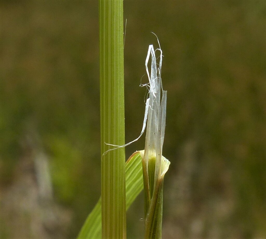 Amphibromus macrorhinus (hero image)