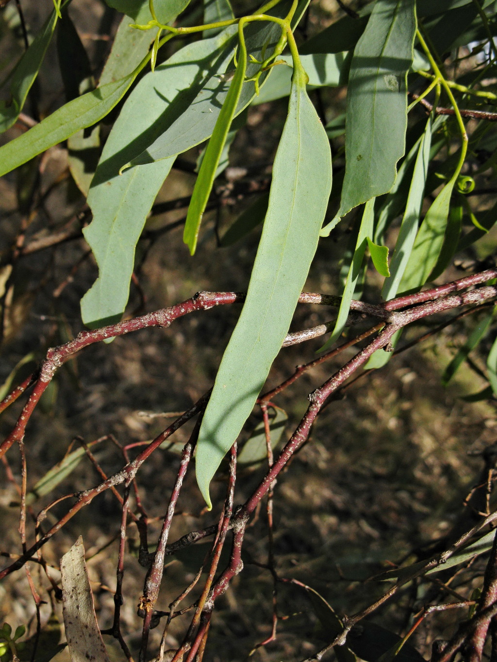 Eucalyptus largiflorens (hero image)