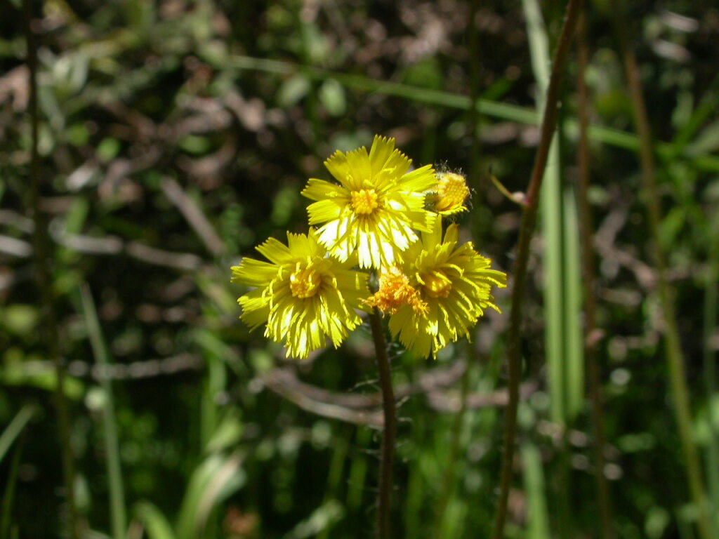 Pilosella piloselloides (hero image)