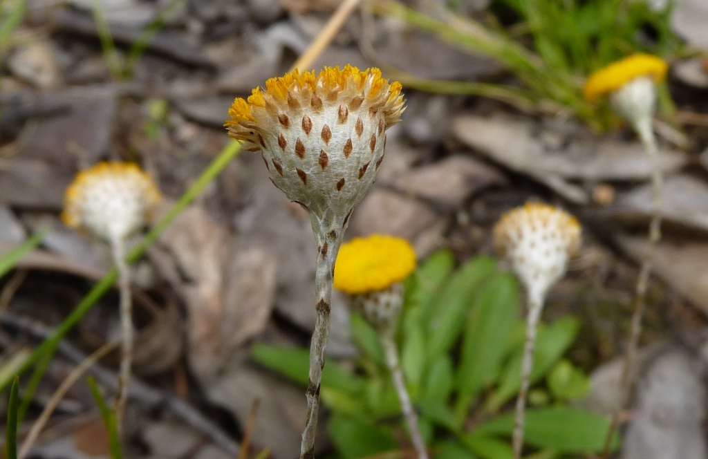 Leptorhynchos squamatus subsp. squamatus (hero image)