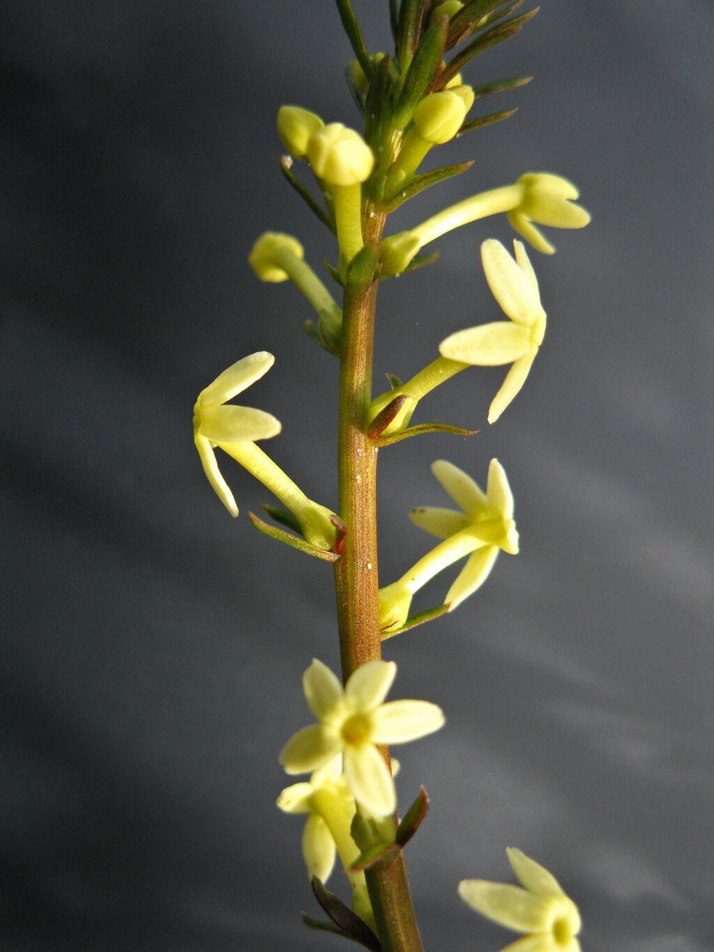 Stackhousia aspericocca subsp. 1 (hero image)