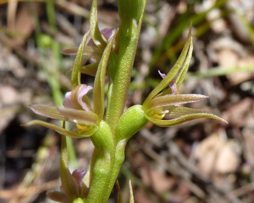 Prasophyllum (hero image)