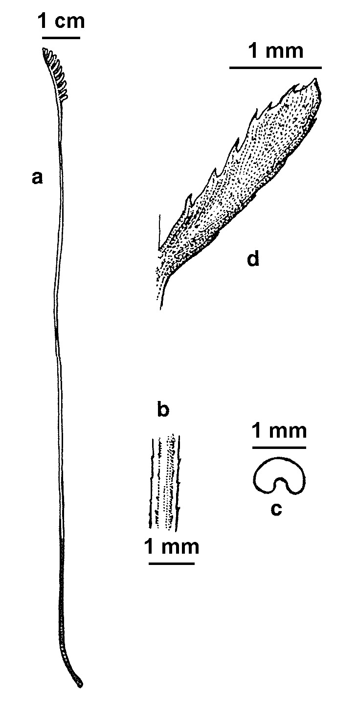 Schizaea fistulosa (hero image)