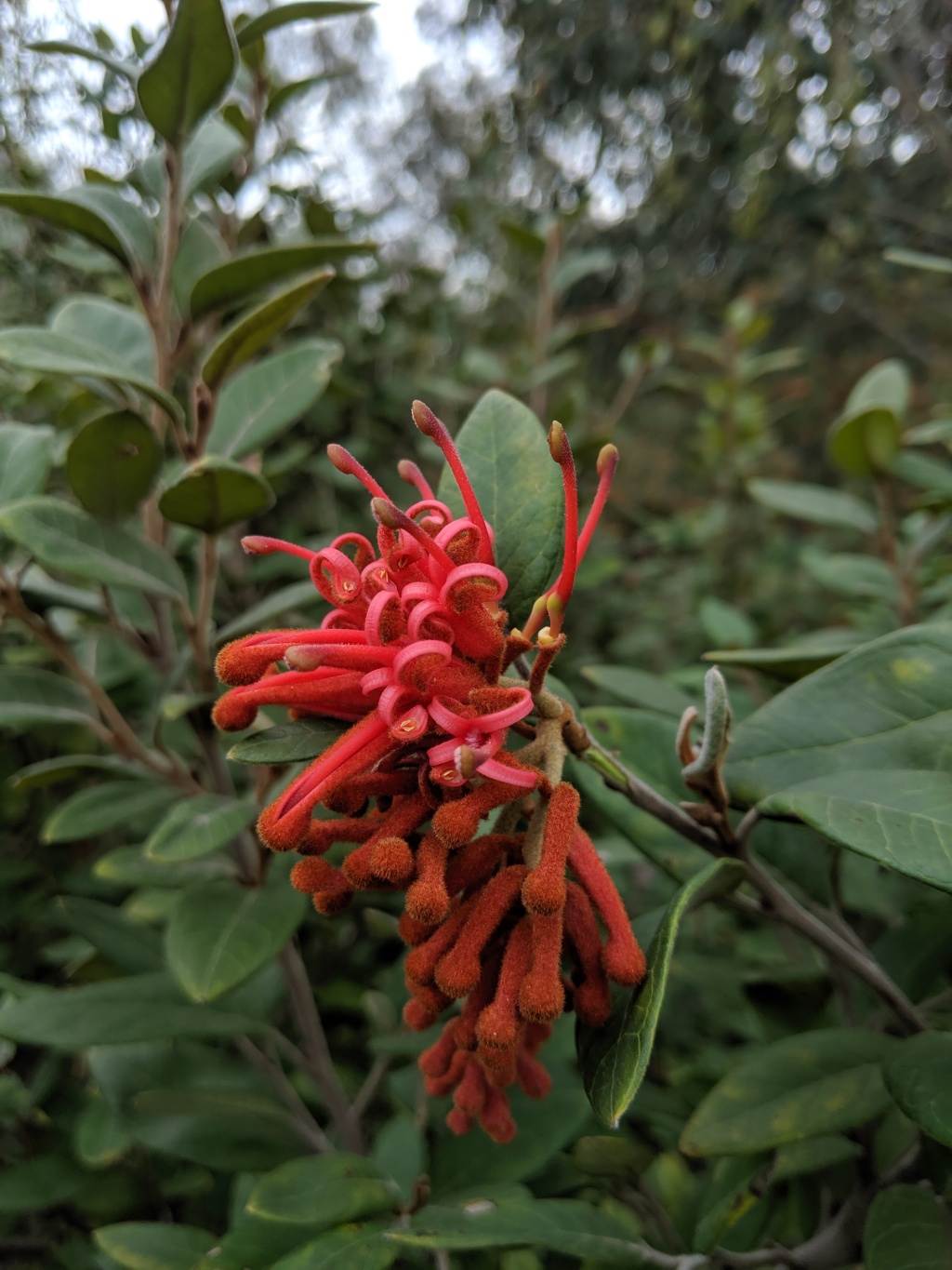 Grevillea callichlaena (hero image)