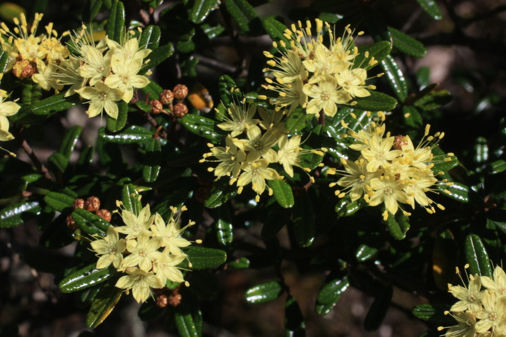 Phebalium squamulosum subsp. squamulosum (hero image)