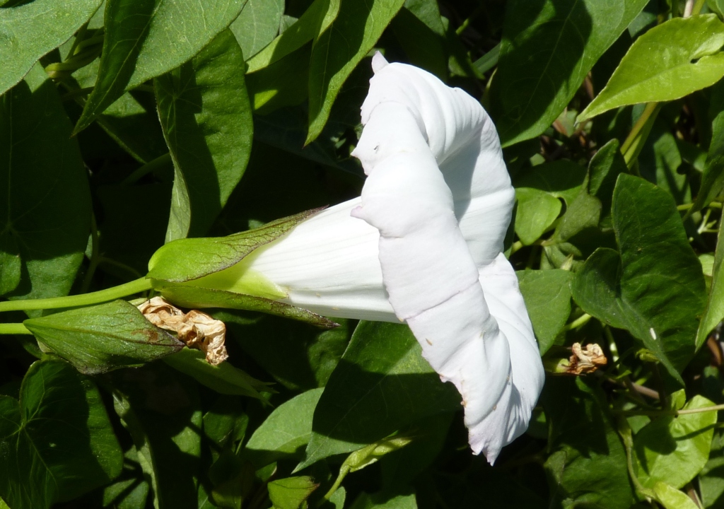 Convolvulaceae (hero image)