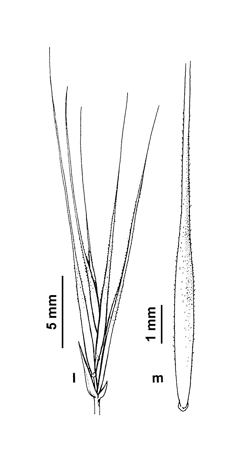 Vulpia myuros f. myuros (hero image)