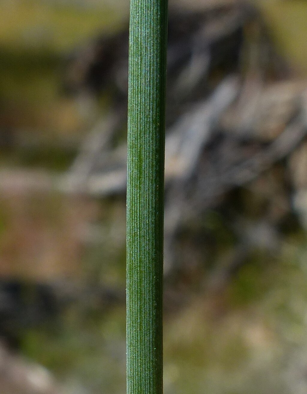 Juncus remotiflorus (hero image)