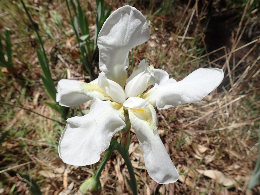 Iris germanica (hero image)