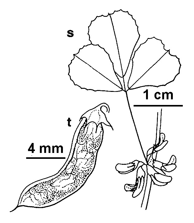 Trigonella suavissima (hero image)