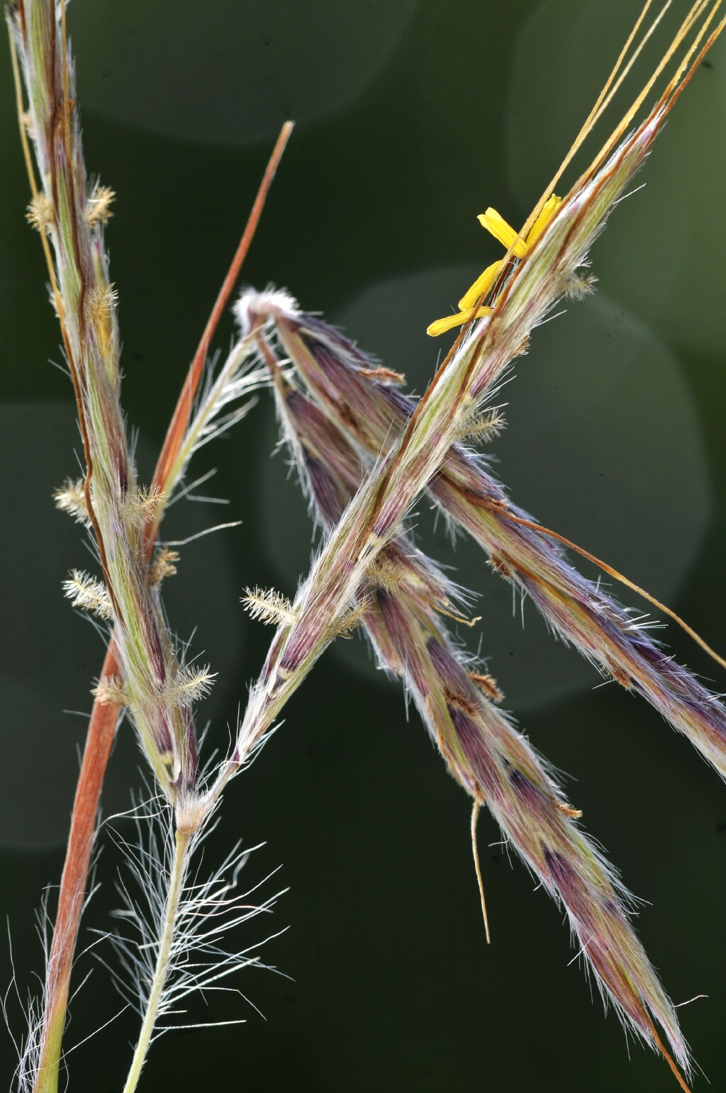 Hyparrhenia hirta (hero image)