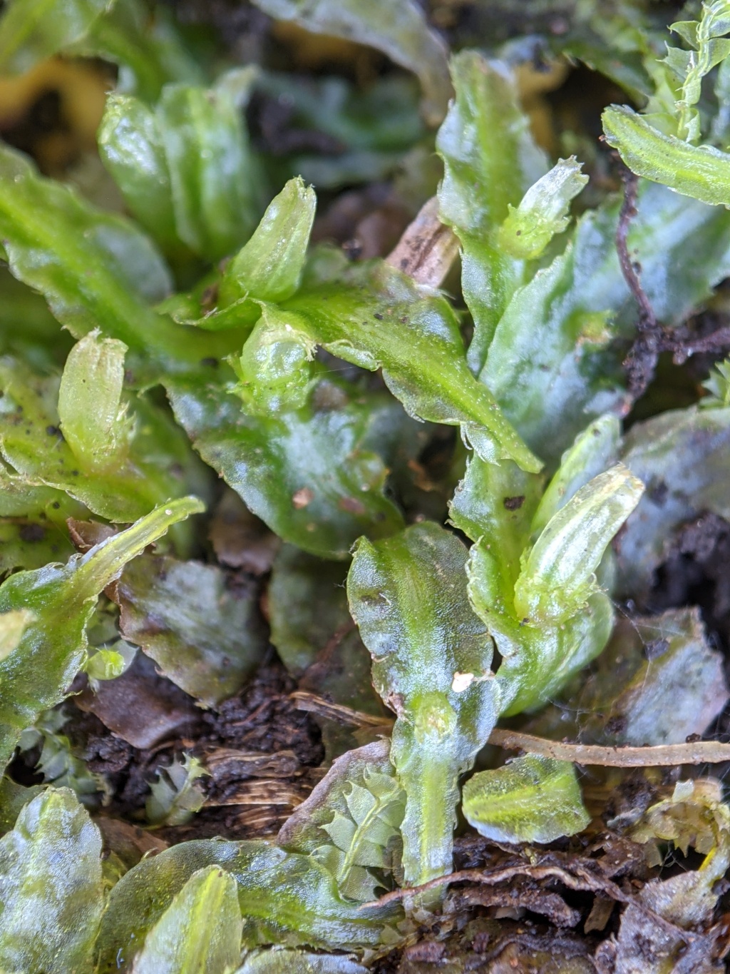 Pallaviciniaceae (hero image)