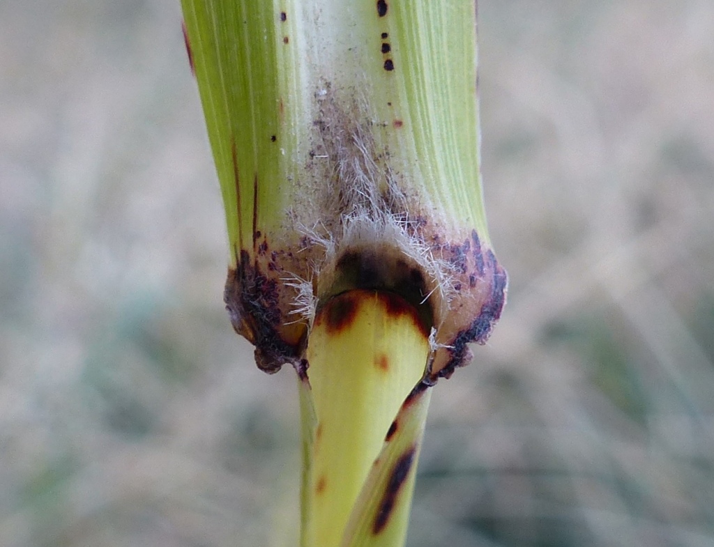 Sorghum halepense (hero image)