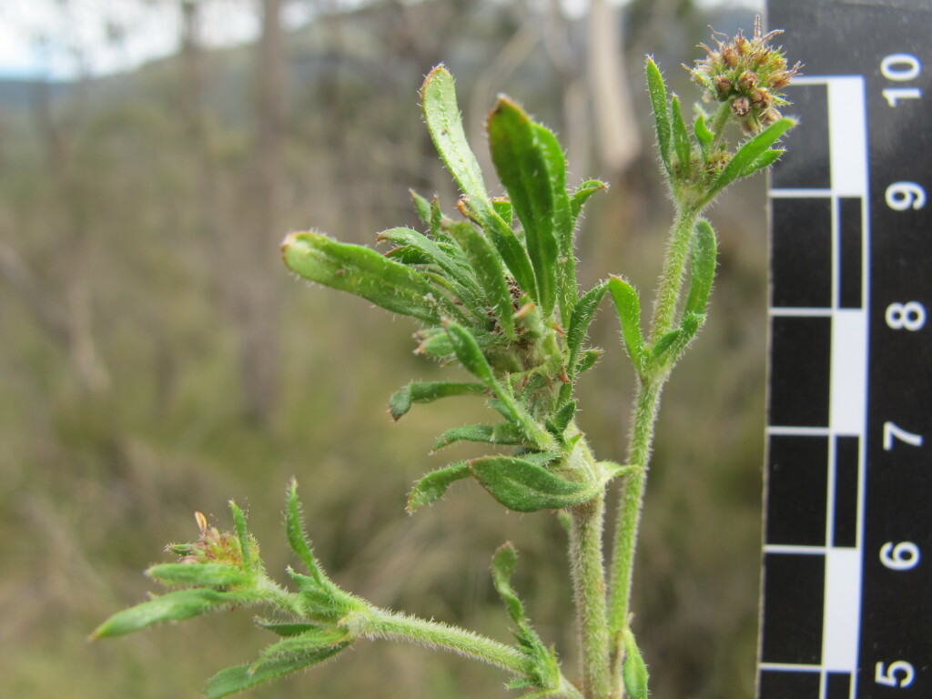 Opercularia scabrida (hero image)