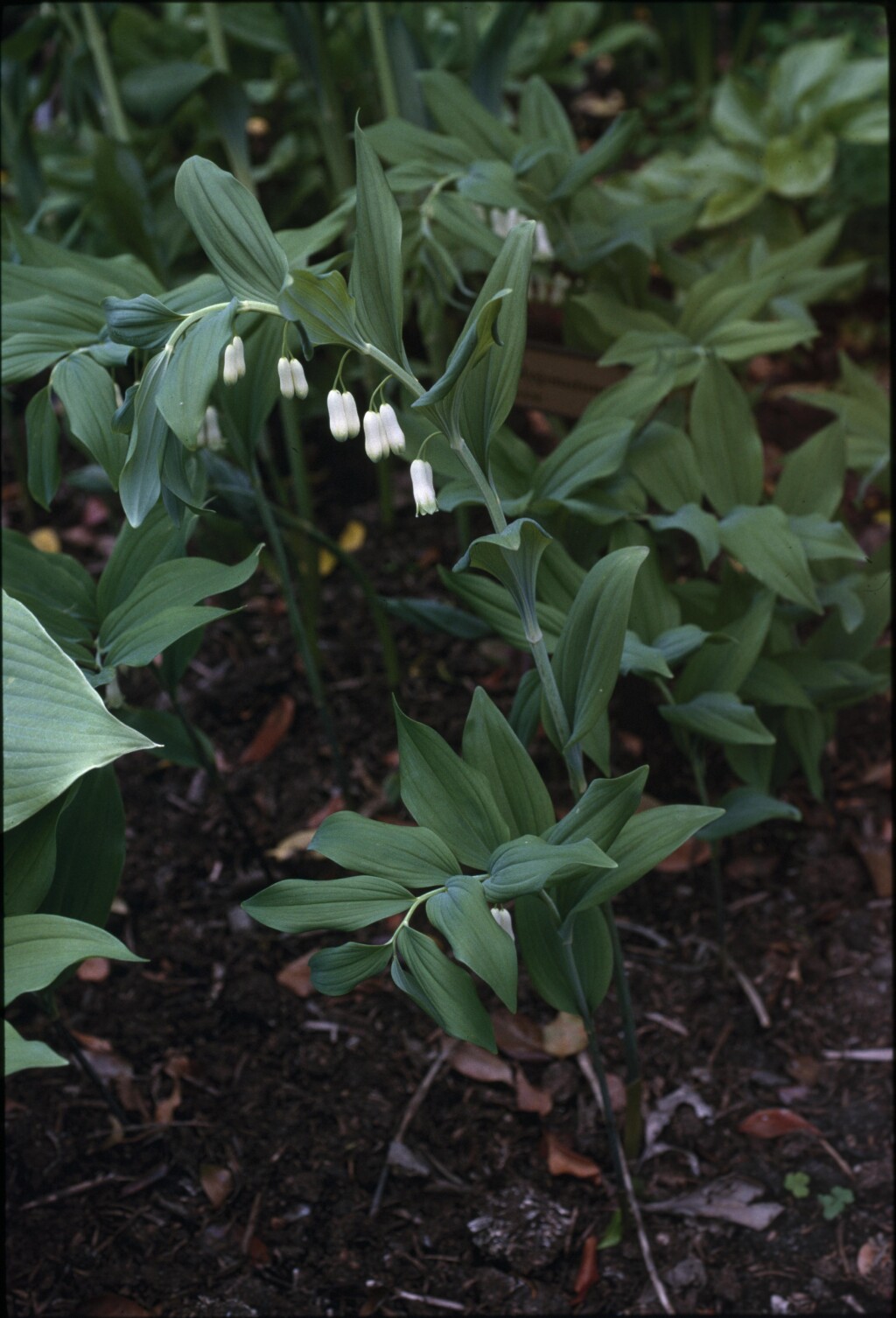 Polygonatum multiflorum (hero image)