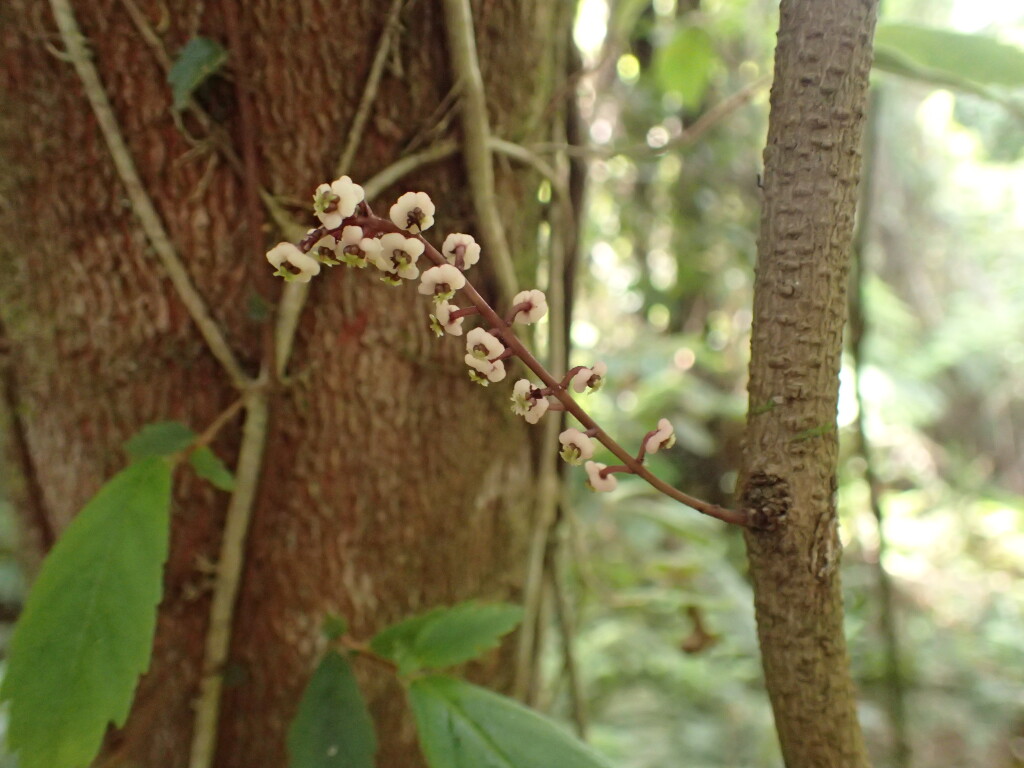 Sarcopetalum (hero image)