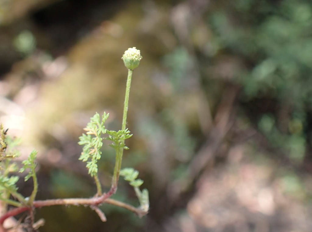 Leptinella (hero image)