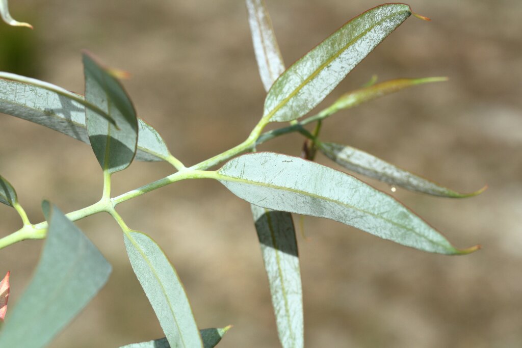 Eucalyptus conspicua subsp. conspicua (hero image)