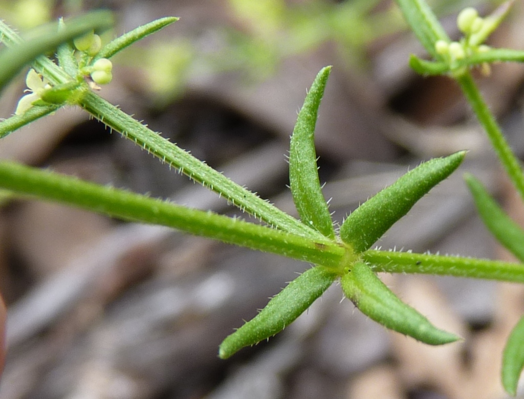 Galium gaudichaudii (hero image)