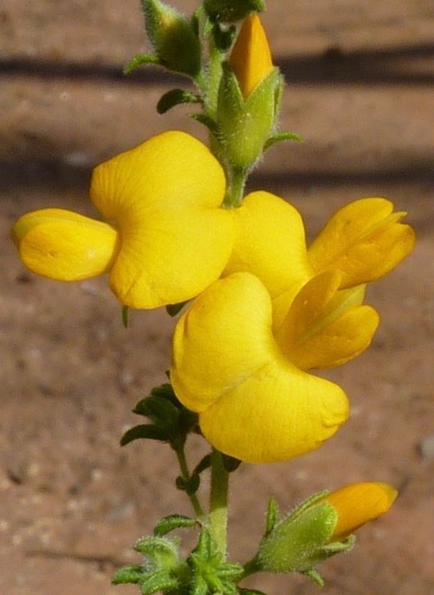 Pultenaea foliolosa (hero image)