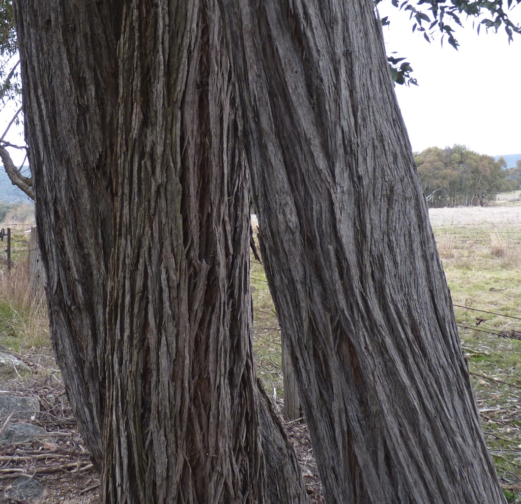 Eucalyptus alligatrix (hero image)