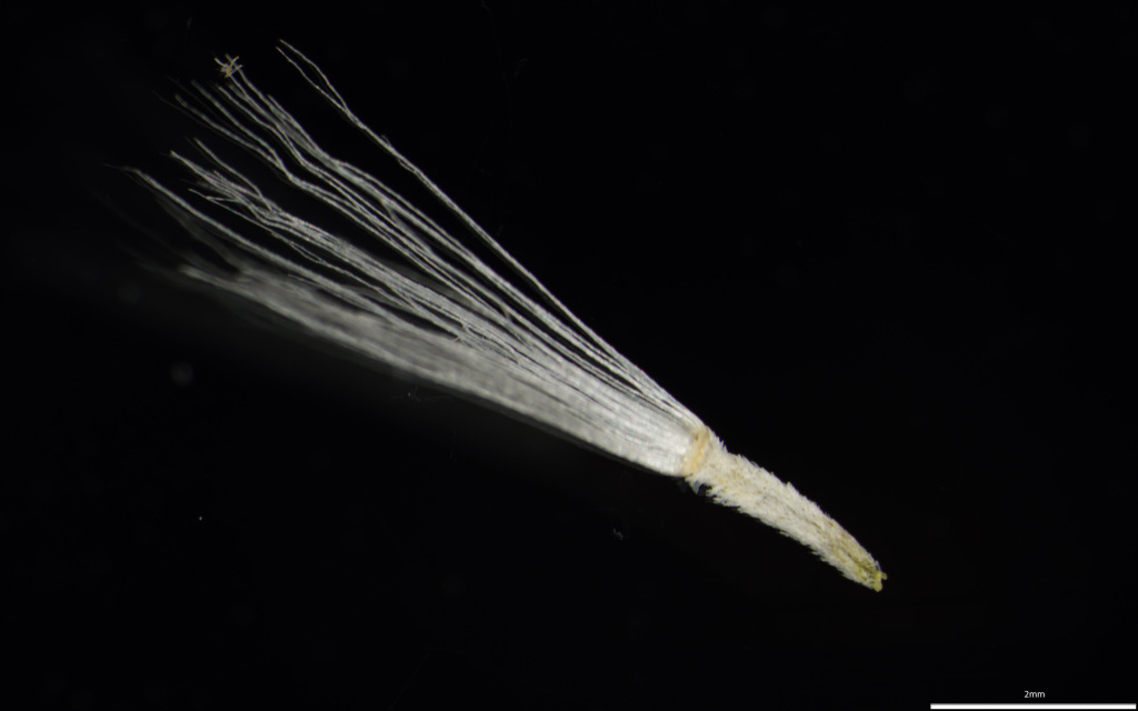 Senecio lanibracteus (hero image)