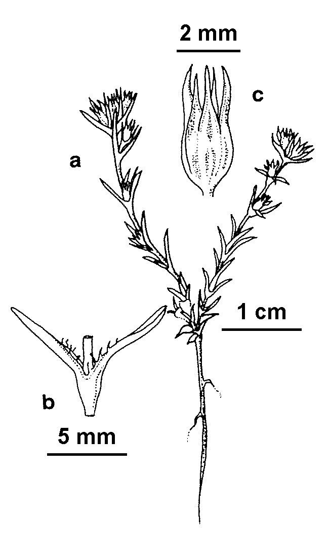 Scleranthus annuus (hero image)