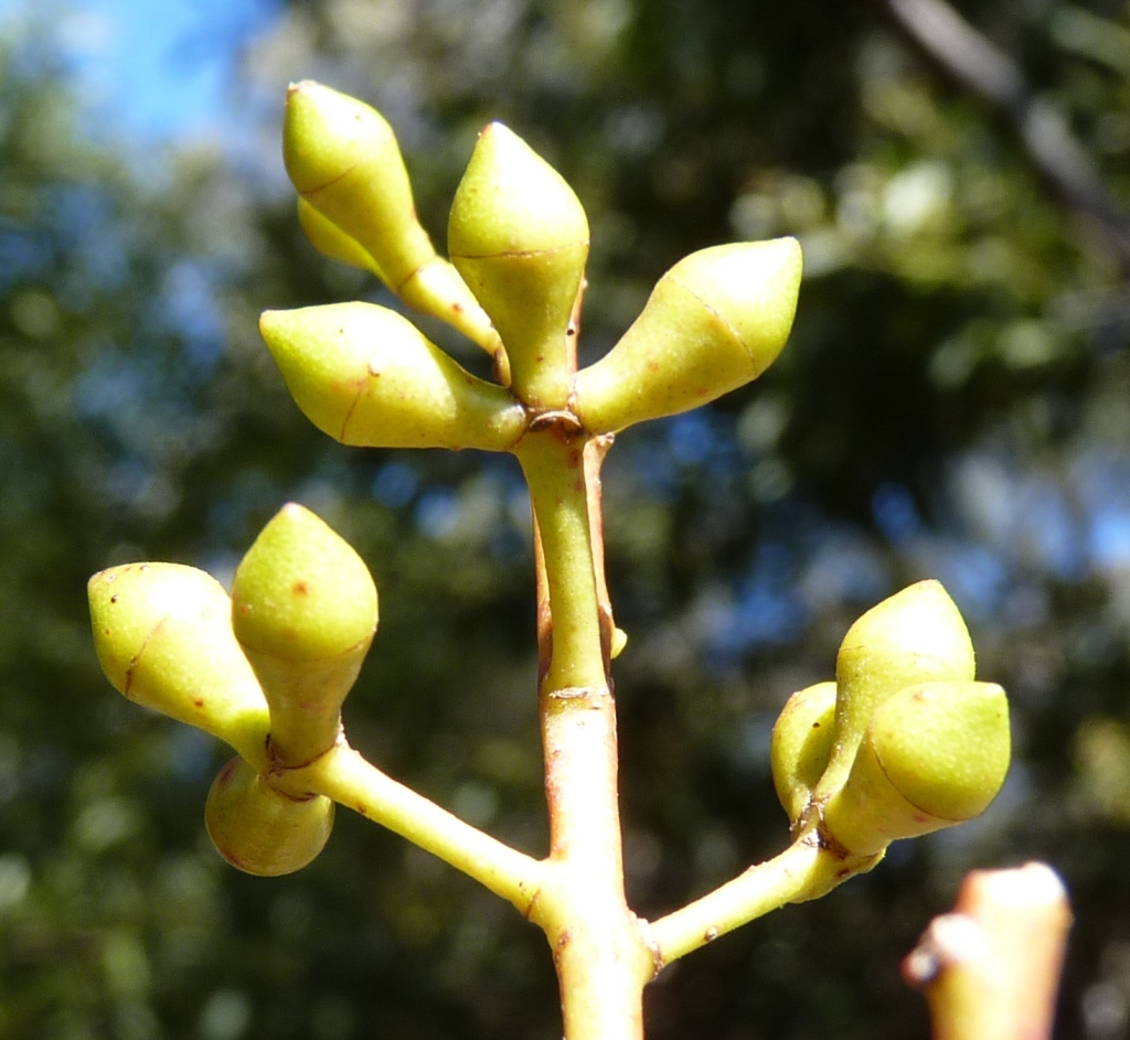 Eucalyptus viminalis (hero image)