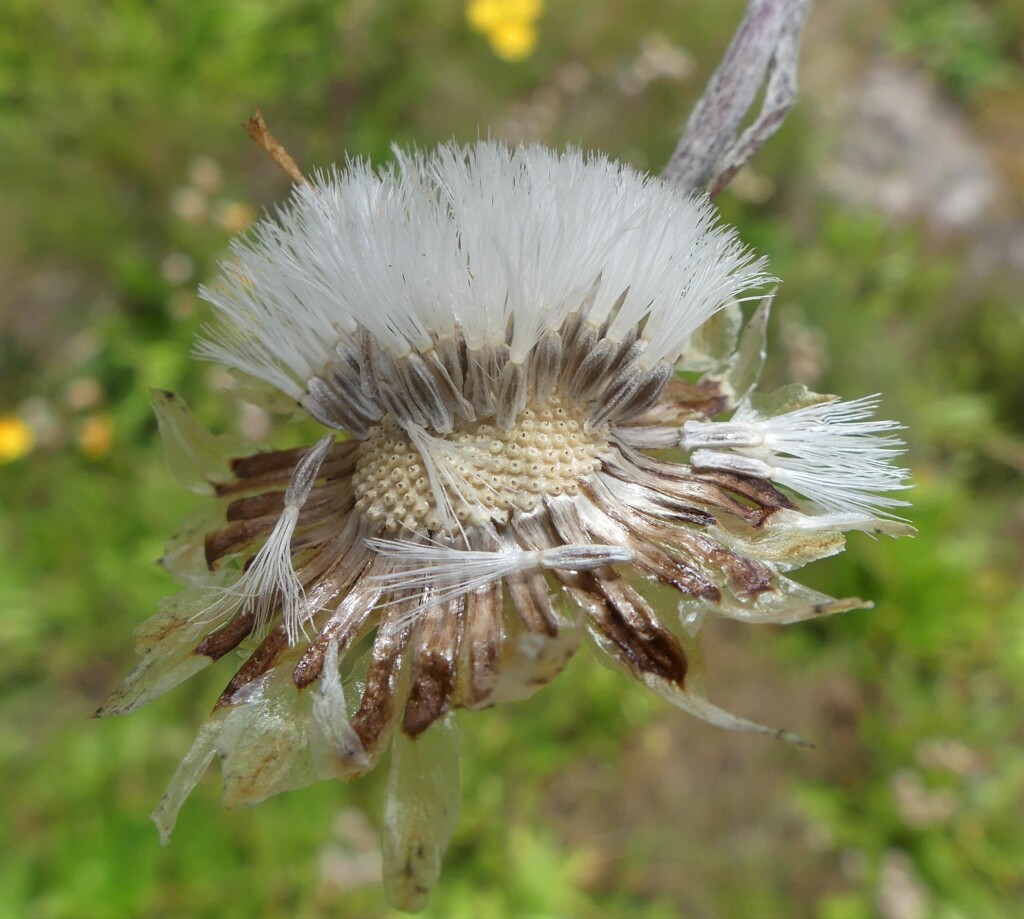 Podolepis robusta (hero image)