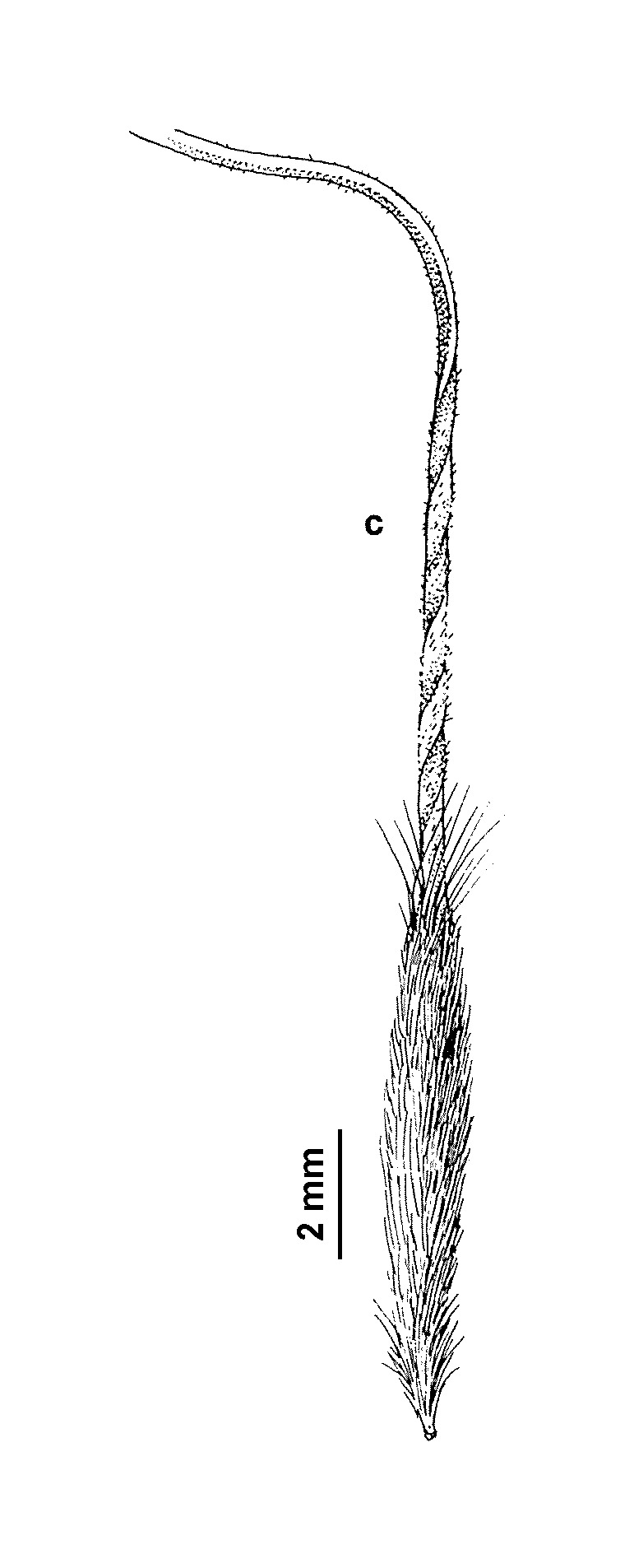 Austrostipa bigeniculata (hero image)