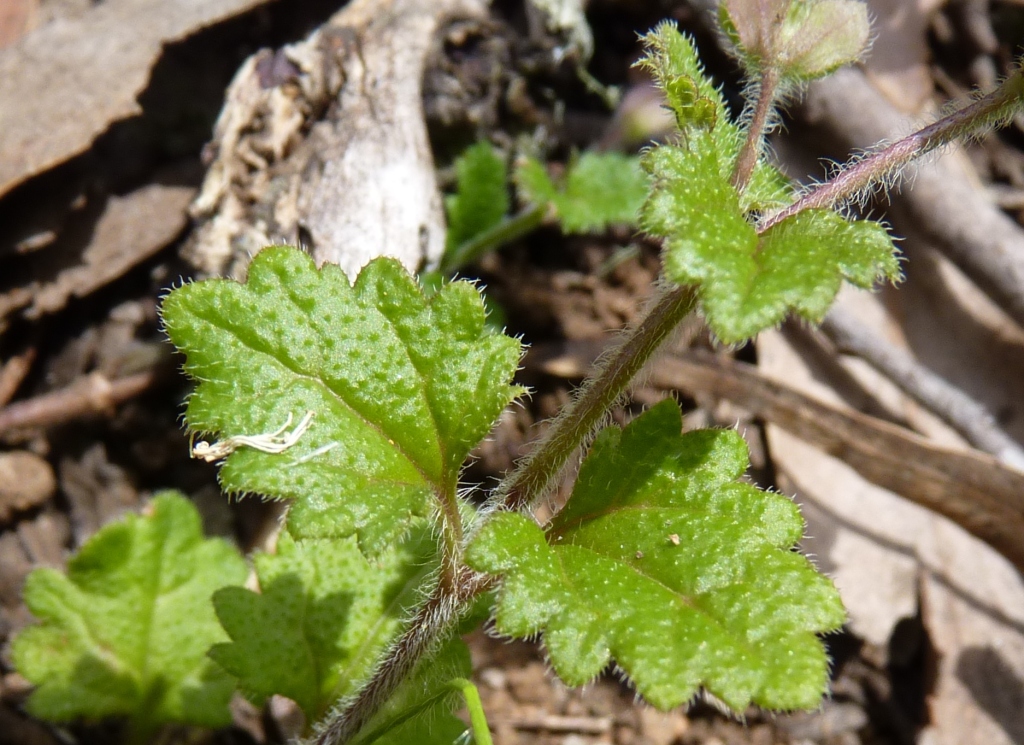 Veronica calycina (hero image)