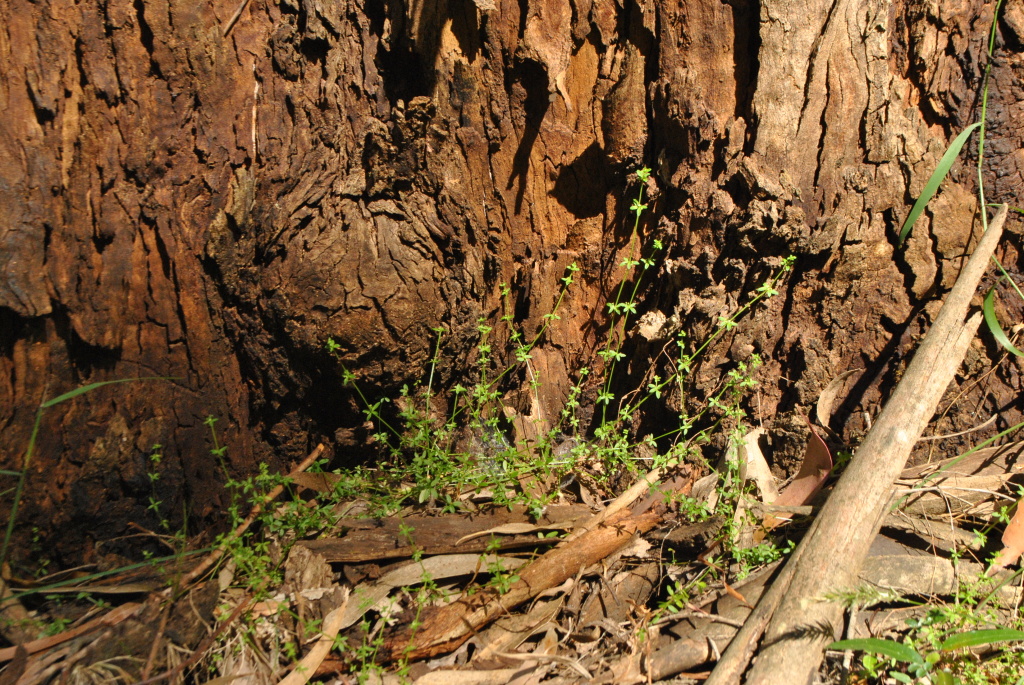 Galium leiocarpum (hero image)