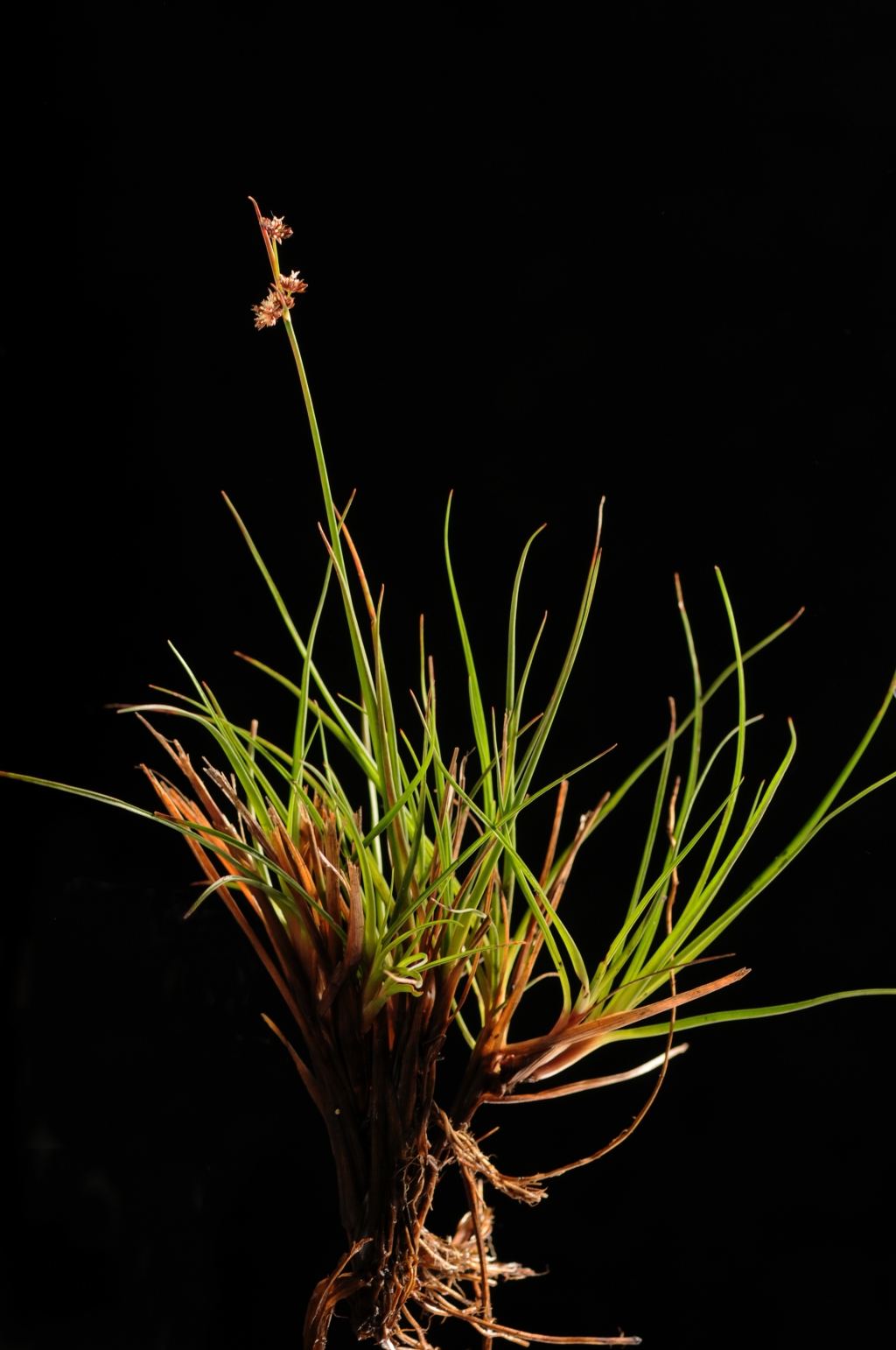 Juncus caespiticius (hero image)