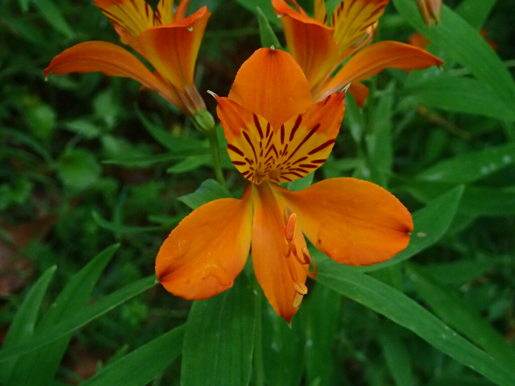 Alstroemeria (hero image)