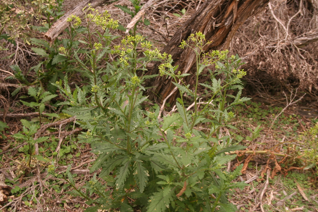 Senecio biserratus (hero image)
