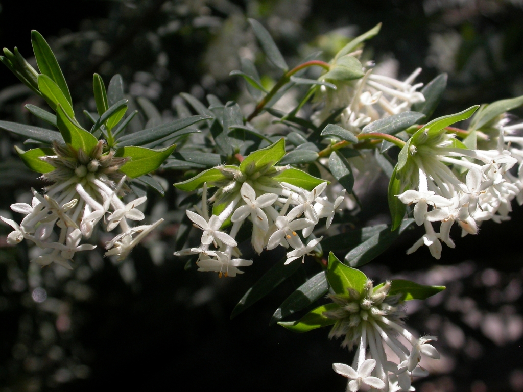 Pimelea linifolia subsp. linoides (hero image)