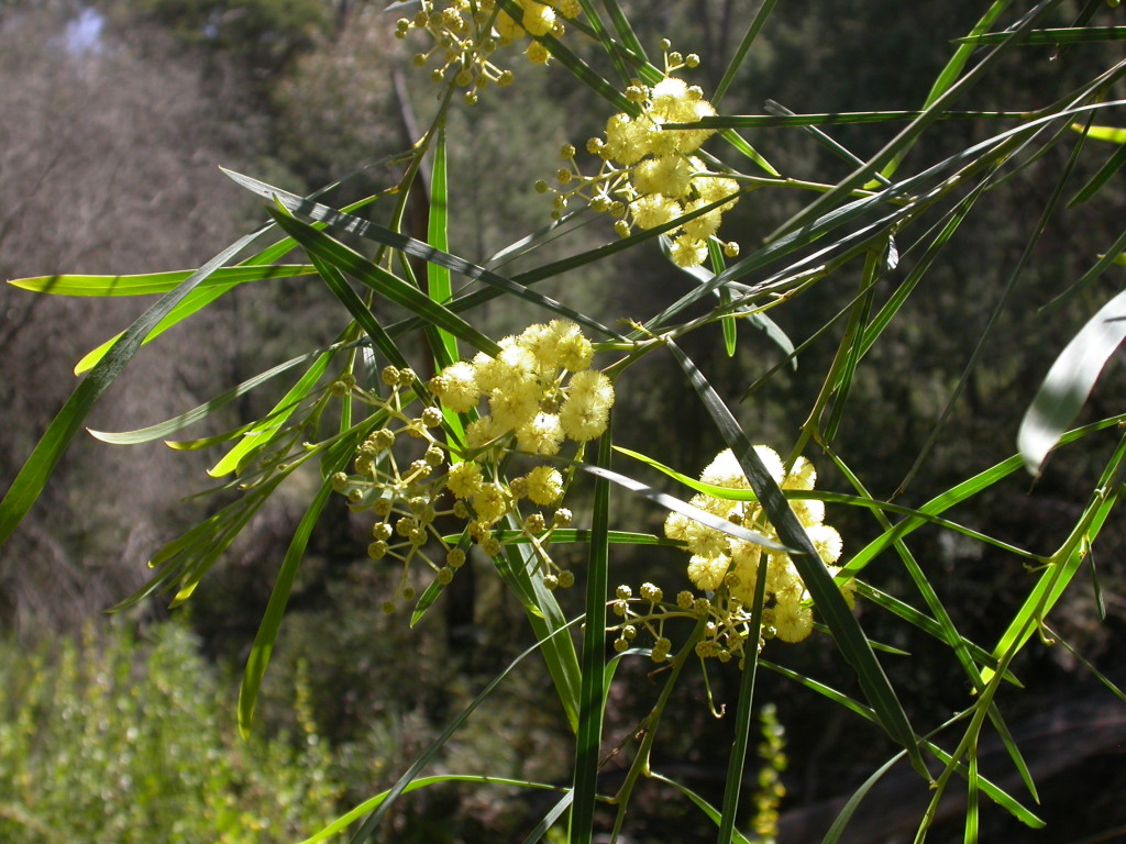 Acacia provincialis (hero image)