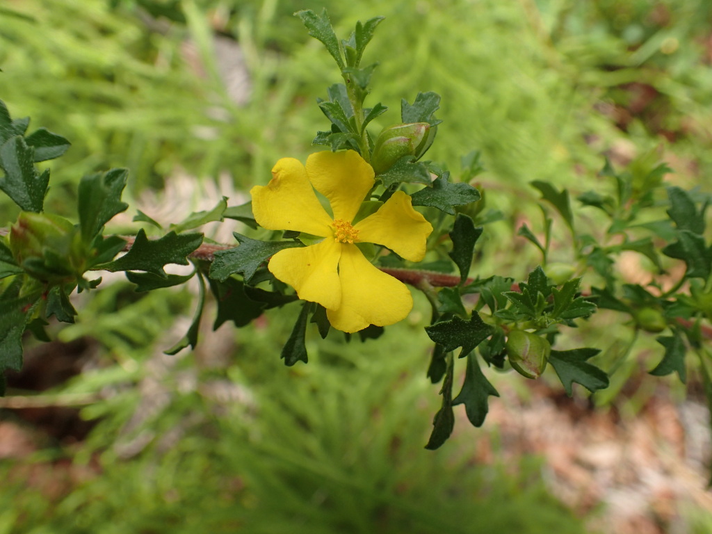 Hibbertia (hero image)