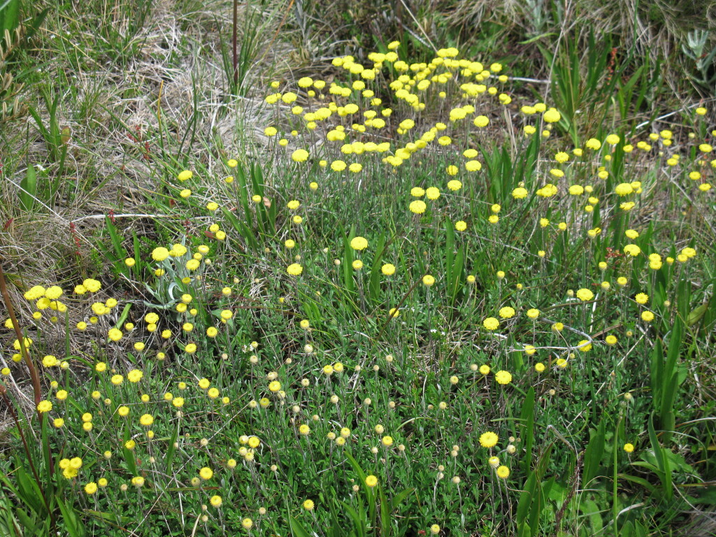 Leptorhynchos squamatus subsp. alpinus (hero image)