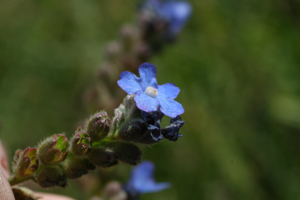 Anchusa arvensis (hero image)