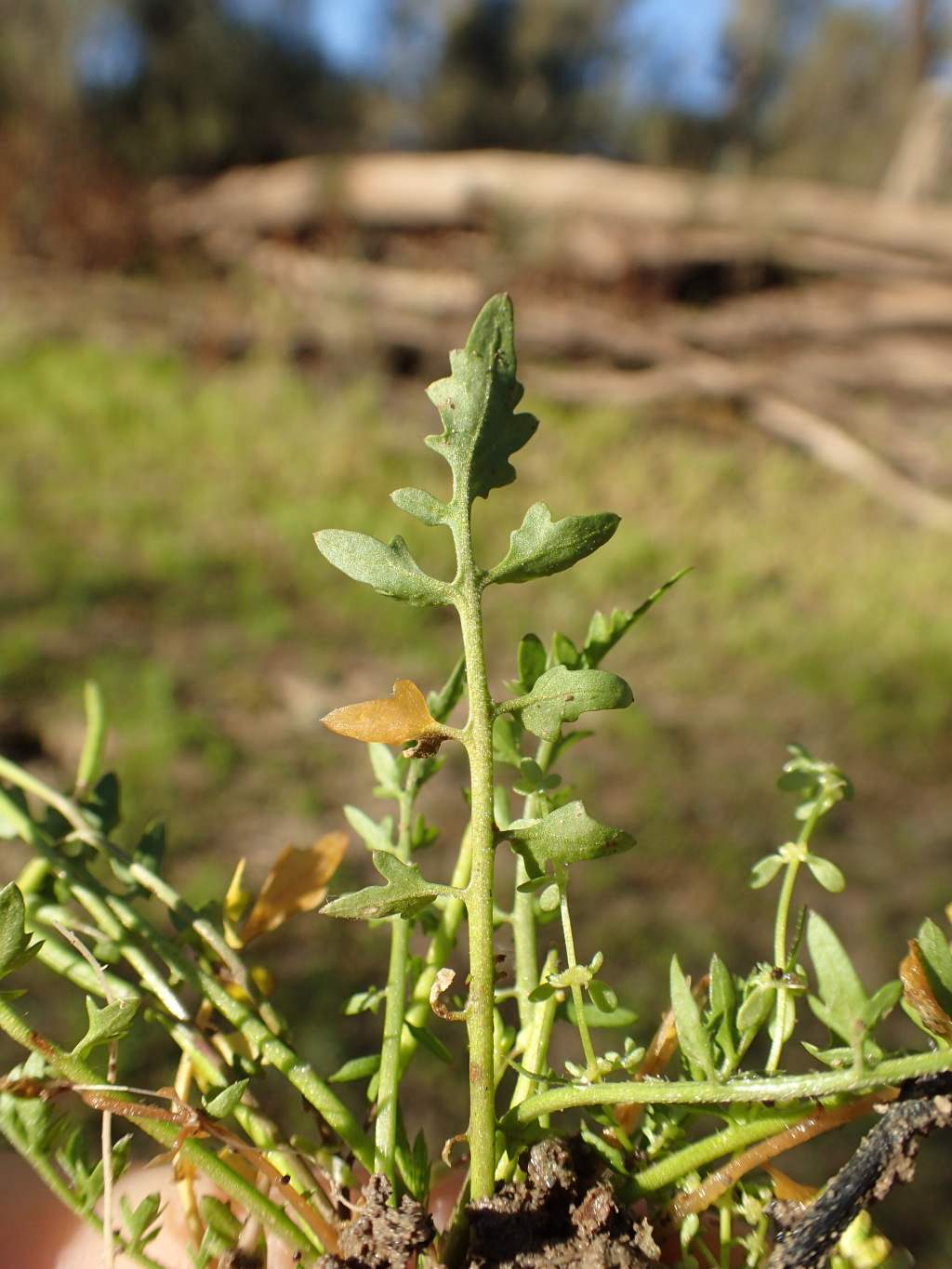 Rorippa eustylis (hero image)