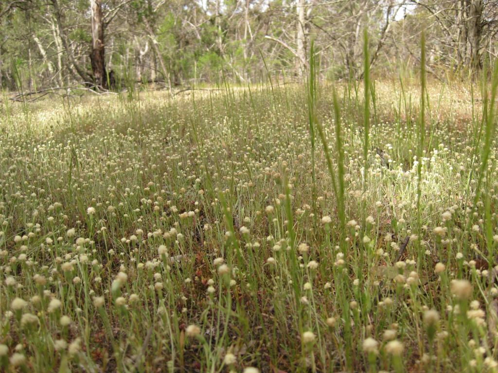 Millotia myosotidifolia (hero image)