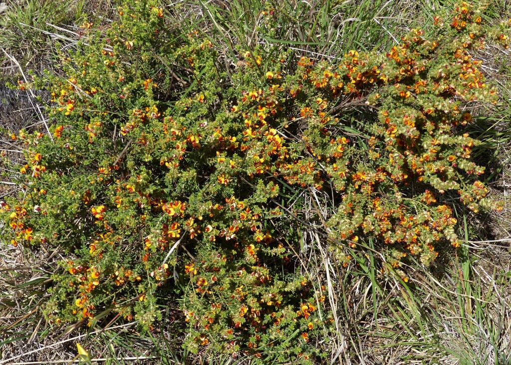 Pultenaea procumbens (hero image)