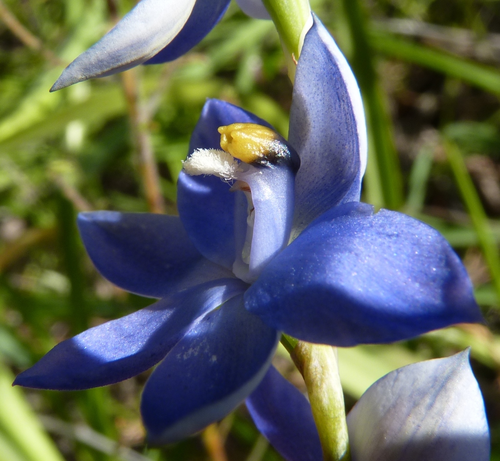 Thelymitra nuda (hero image)