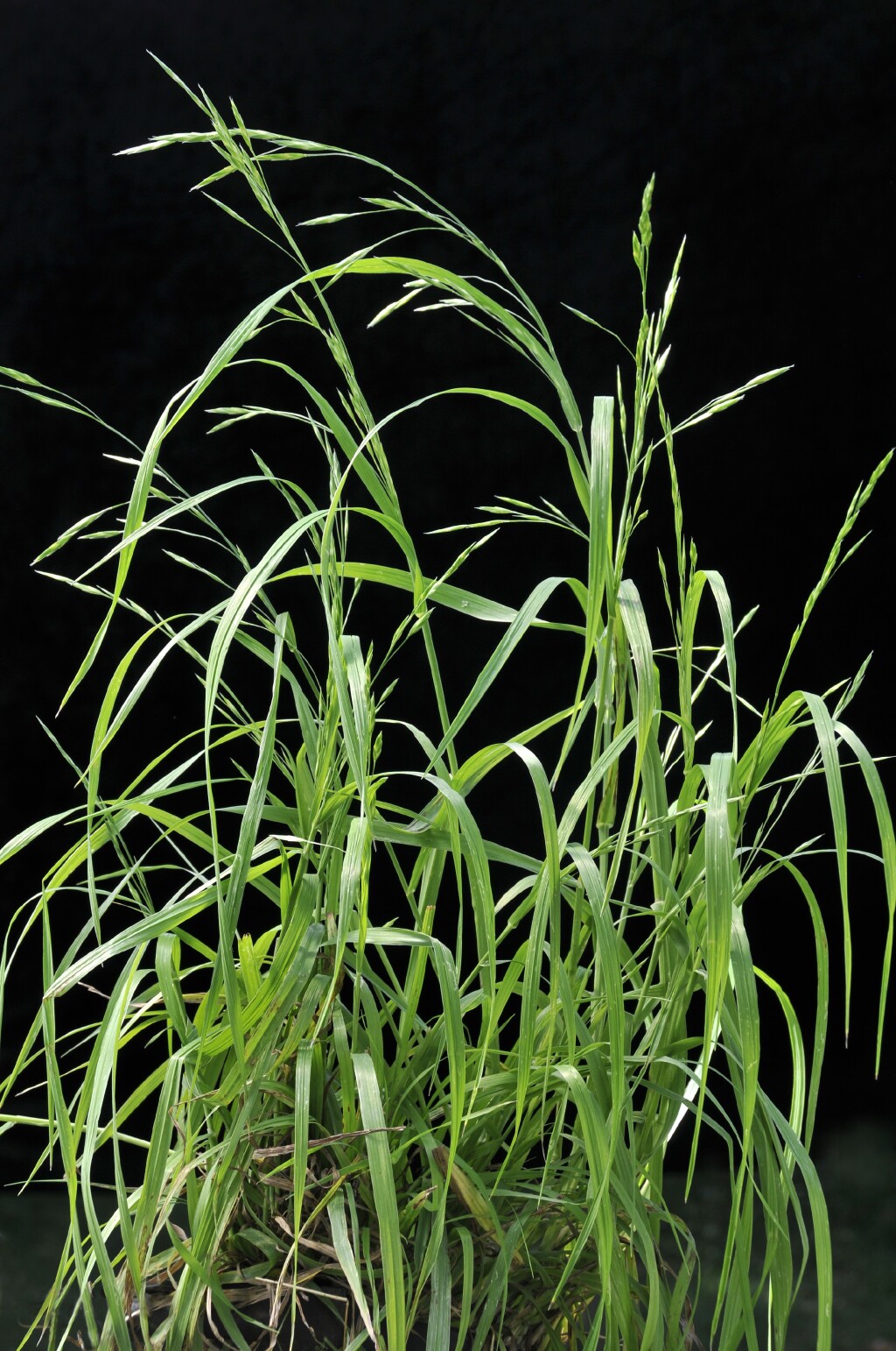 Bromus catharticus (hero image)