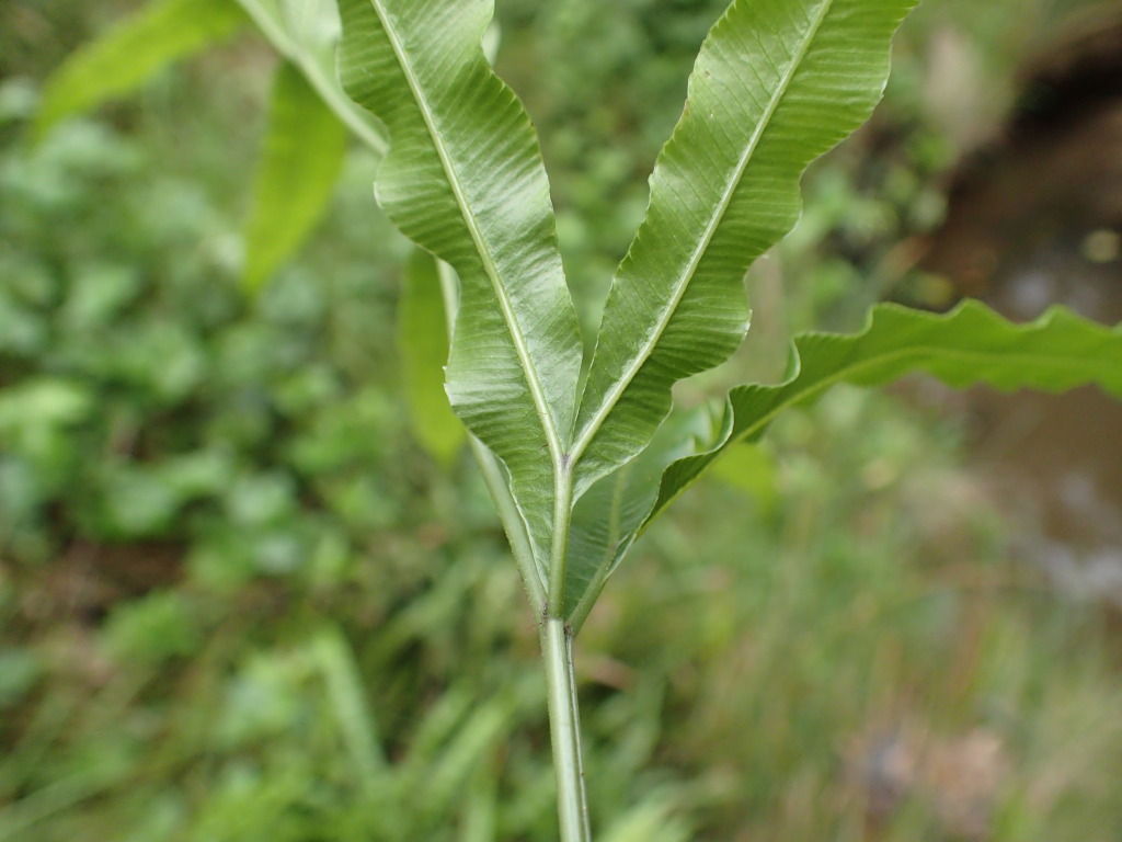 Pteris umbrosa (hero image)