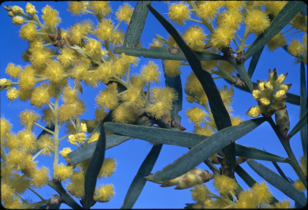 Acacia iteaphylla (hero image)