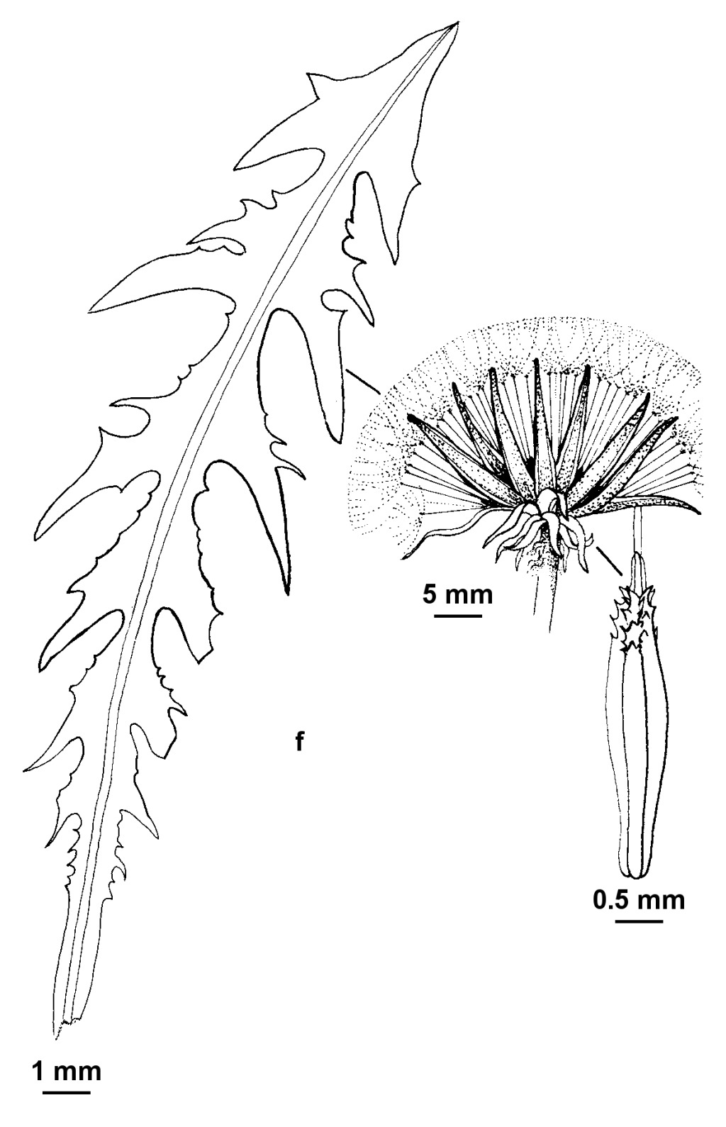 Taraxacum sect. Hamata (hero image)