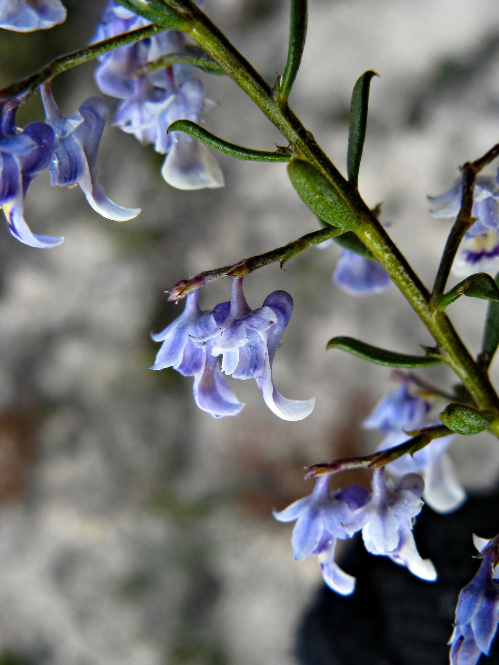 Pigea floribunda (hero image)